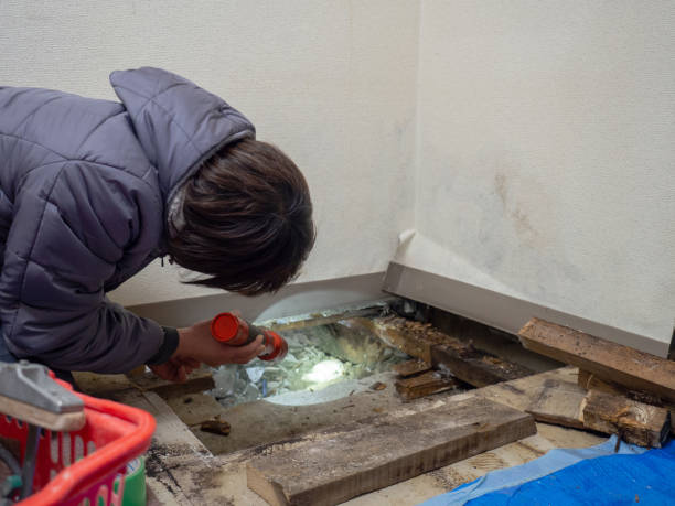 Best Mold Removal for HVAC Installations  in Manton, MI